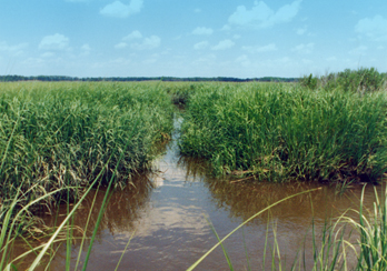 Marshlands in New Jersey
