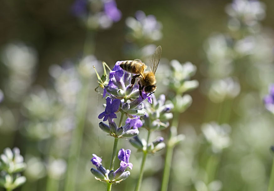 Read PSEG's 2018 Sustainability Report