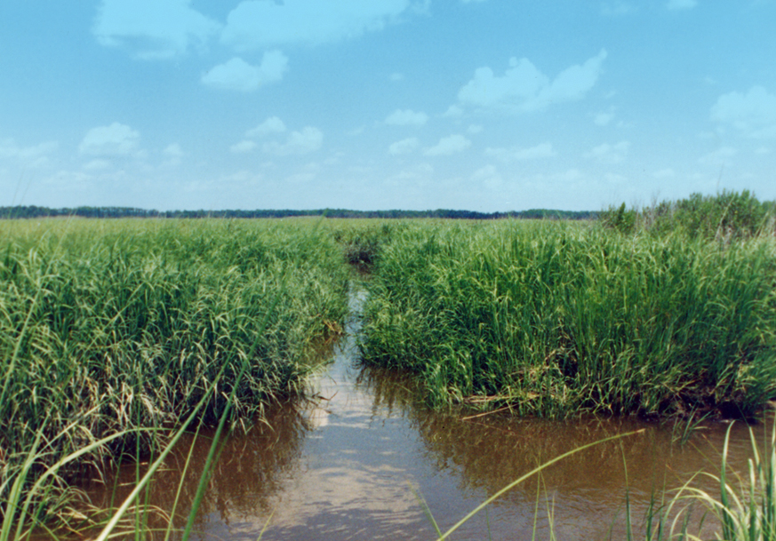 Marshlands in New Jersey