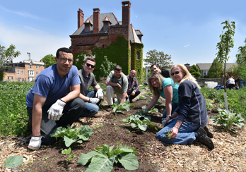 A group of volunteers planting seedlings