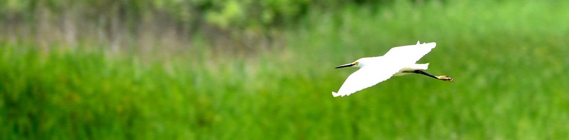 A bird in flight over marsh land