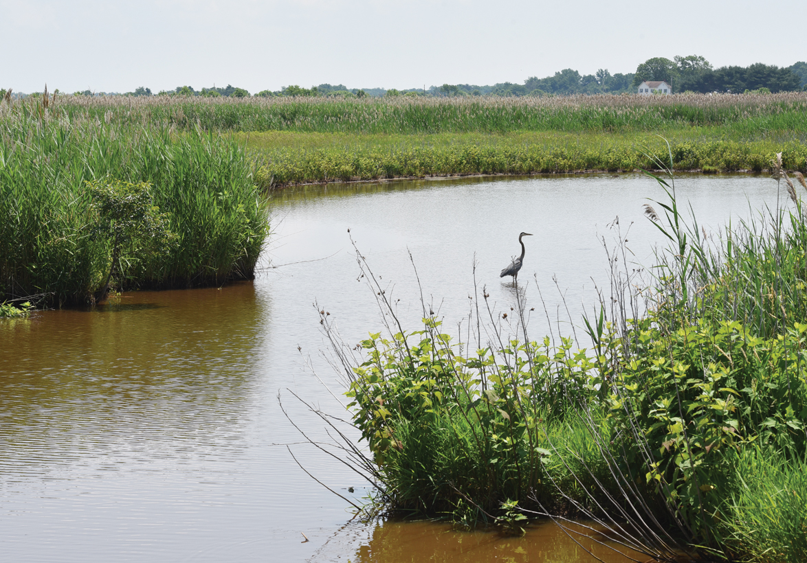A crane standing in the water 