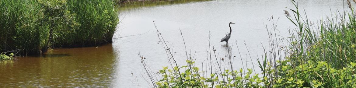 A crane standing in the water 