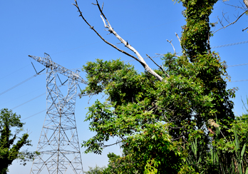 Trees near power lines 
