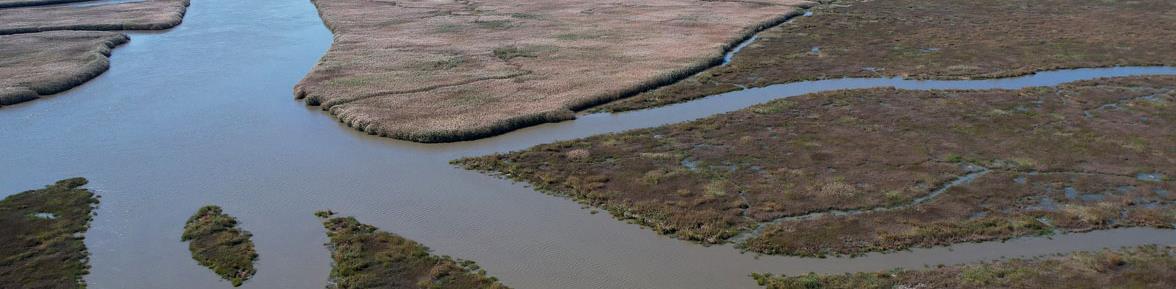 These restoration sites are part of PSEG’s Estuary Enhancement Program (EEP) — a long-term effort to restore and strengthen tidal wetlands along the Delaware Estuary.