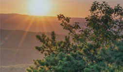 Picture of tree with bright sun in background.