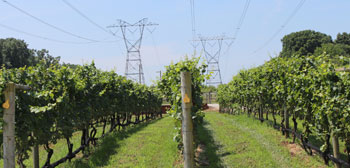 Shown is a winery on an existing 500kV PSE&G line route in New Jersey.