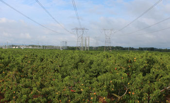 Shown is a peach orchard on an existing 500kV PSE&G line route in New Jersey.