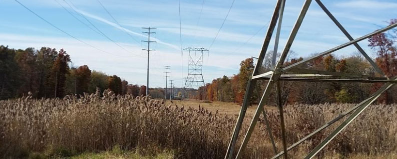 maryland distribution